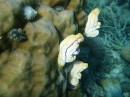 Cool soft Coral