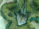 Mouth of Giant Clam