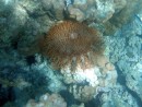 Prickly Sea Creature