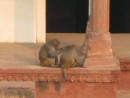 Local residents of Agra Fort