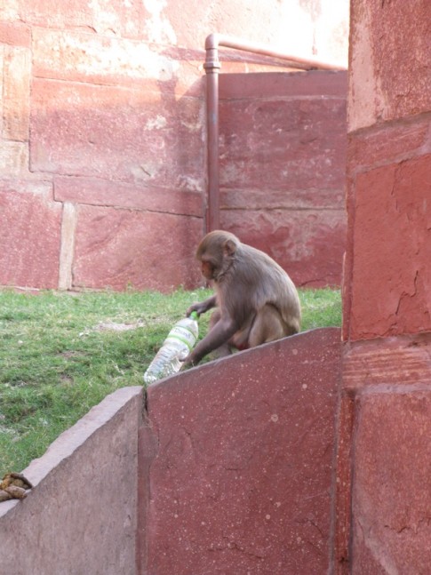 Mischievous monkeys in Agra Fort