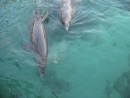 Dolphins in Rosarios