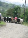 Herding in CR