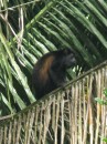 Howler Monkey - Cano Negro, CR