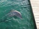 Dolphin - Rosarios, Columbia