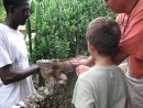 iguana molting