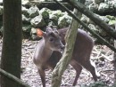 deer at Barbados Animal Refuge