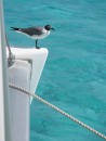 Our Tobago Cays visitor