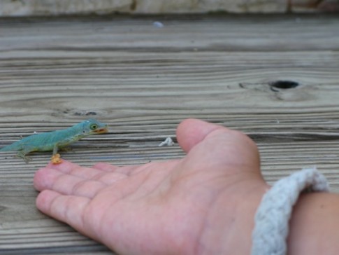 Gecko pal