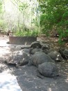 Tortoises at local "shelter" and breeding ground on Isabela