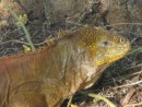Land iguana at Darwin Center