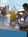 Pelicans are checking out what they can steal from the local fisherman, who is cleaning his catch.