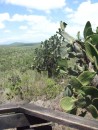 Local vegetation on Isabela