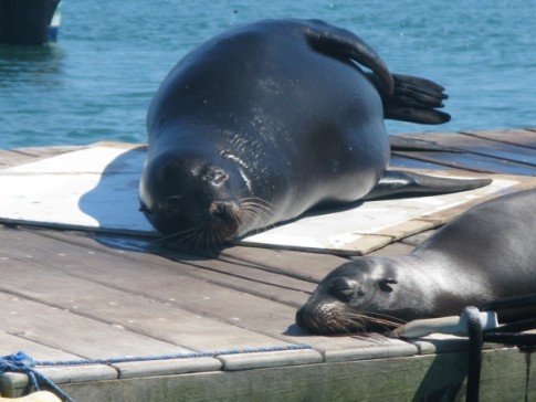 Sunning seal and sea lion in the harbor at Isla Isabela