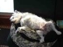 Sun Goddess - Harley our 13 yr old Jack Russell Terrier