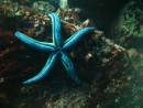 Galapgos dive - starfish
