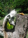 Skull and mango pit, Nuku Hiva