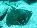 Galapagos dive - stingray