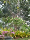 Flowers abound in Nuku Hiva