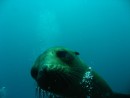 Galapagos dive - momma seal