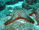 Galapagos dive - starfish
