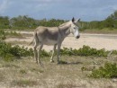 Donkey - Anegada