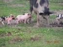Standard pig scene - Niuatoputapu, Tonga