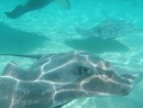 Close up of stingray in Moorea
