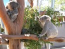 Cuddly koalas, there