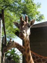 Up close and personal at Taronga Zoo