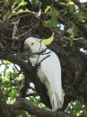 Cockatoo fly all over city of Sydney