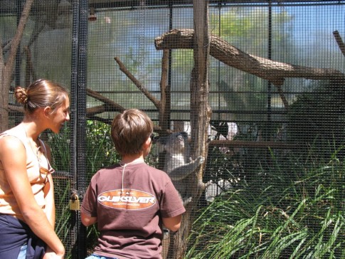 Koalas, who normally sleep all day, came down to kiss the kids