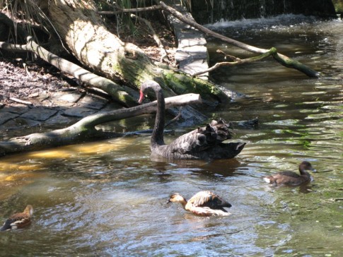 Black swans, native only to Australia