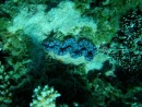 Suwarrow, Seven Islands, clam of blue