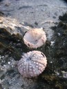 Shells in Tahaa, FP