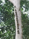 Bats in formation of a snake to scare away predators in Cano Negro, CR