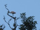 Rare sighting of a pink spoonbill in Cano Negro, CR