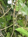 Wild coffee beans growing in CR national park