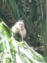 White faced monkey, Cano Negro, CR