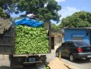 Truckloads of bananas in Panama City fresh market