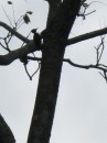 Wild woodpecker on Cano Negro, CR