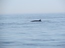 Whale off the Boston coast