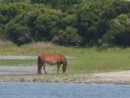 Banks pony on Carrot Island - Beaufort, NC
