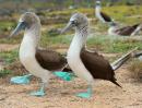 Blue footed Boobys