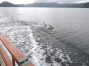 Pacific dolphins accompany us near Sullivan Bay.