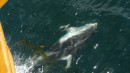 Pacific dolphin, Tribune Channel