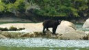 Blurry black bear pic.  Simoom Sound