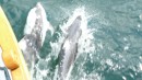 Pacific dolphins, Tribune Channel