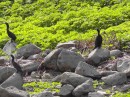 62 bird island preserve