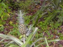 31 pineapple plant along the hike